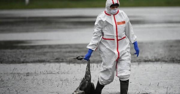 Thế giới có thể đối mặt 1 đại dịch mới từ chủng gia cầm bị bỏ qua này