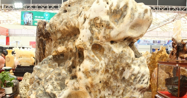 Khách tò mò ngắm san hô, gỗ hóa thạch trăm triệu tuổi, giá tiền tỷ