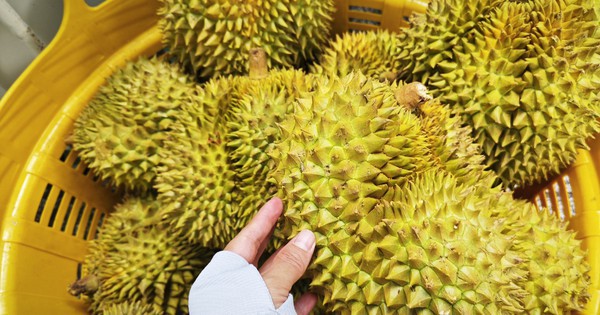 Phó Thủ tướng yêu cầu làm rõ trách nhiệm để gián đoạn kiểm nghiệm sầu riêng