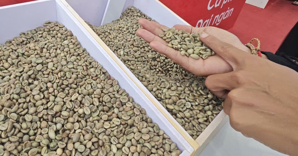 Giá cà phê hôm nay 25-10: Hồi phục và điểm lạ của thị trường số 1