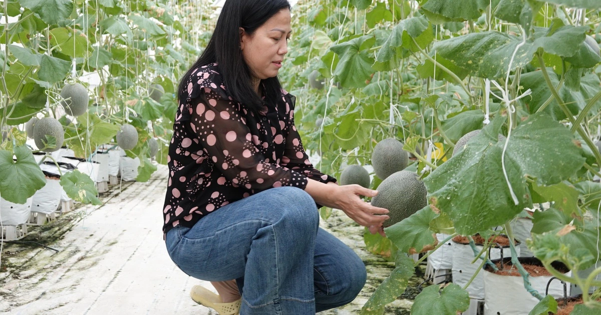 Người phụ nữ miền Tây trồng dưa lưới kết hợp làm du lịch