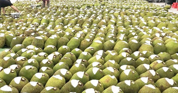 Đặc sản triệu đô của Việt Nam khiến Trung Quốc phải thừa nhận ngon hơn của nhà trồng, được ví như 'cứu tinh của thế giới'