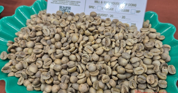Giá cà phê hôm nay, 2-11: Điều chưa từng có ở vùng cà phê Sơn La