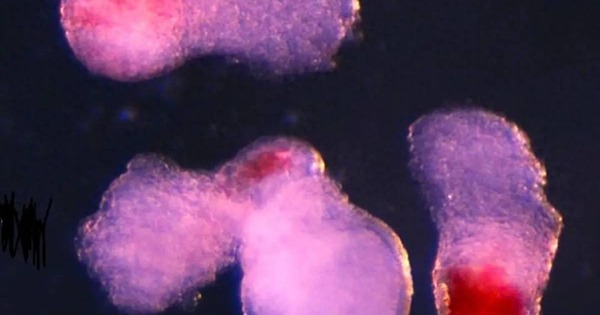 Các nhà khoa học tạo ra máu người trong phòng thí nghiệm: Bước tiến đột phá mở ra kỷ nguyên mới cho y học tái tạo