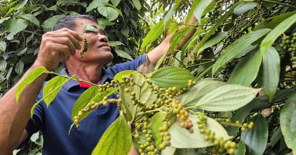Không ít đại lý tạm ngưng thu mua tiêu và nại lý do này