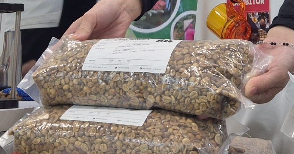 Giá cà phê hôm nay 3-11: Một loại cà phê nhân giá 650.000 đồng/kg