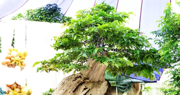 Xác lập kỷ lục Việt Nam cho chậu bonsai bằng lăng xoay tự động độc nhất vô nhị