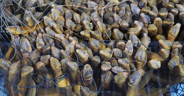 Loài cá được ví là “nhân sâm dưới nước”: Nuôi ở nơi đặc biệt, cả Trung Quốc, Nhật Bản, Mỹ đều muốn mua