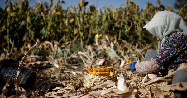 Sau đất hiếm, Trung Quốc siết xuất khẩu mặt hàng góp phần nuôi sống thế giới, làm rung chuyển thị trường lương thực toàn cầu