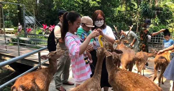 Bất ngờ doanh thu của vườn thú từng bị 'sờ gáy' vì nợ thuế