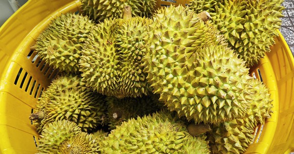 Lời cảnh tỉnh cho ngành sầu riêng