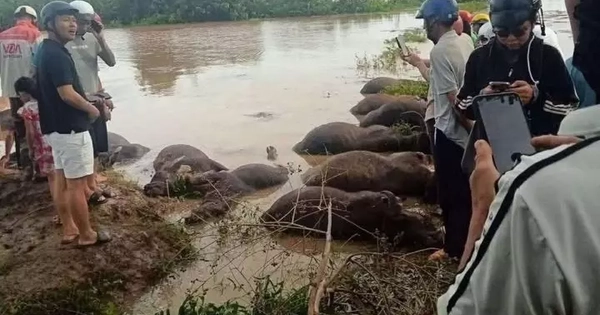 Xót xa hàng chục con trâu ở Đắk Lắk bị ngạt nước chết do bão số 13