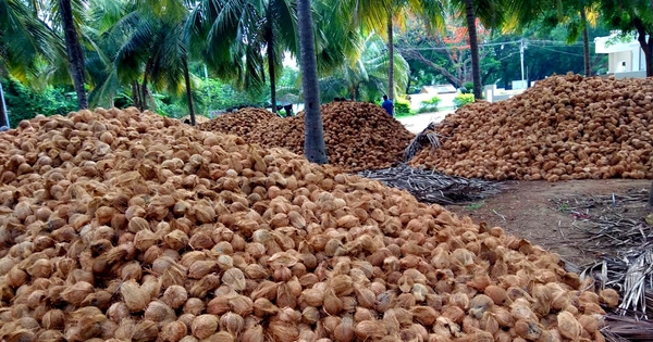 Một 'sản vật' triệu USD của Việt Nam được Mỹ, Trung Quốc ồ ạt thu mua, nước ta là nhà xuất khẩu top 5 thế giới