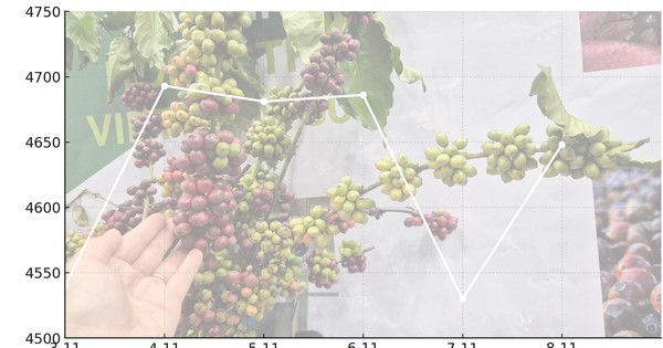 Giá cà phê hôm nay 8 -11: Quay đầu tăng mạnh