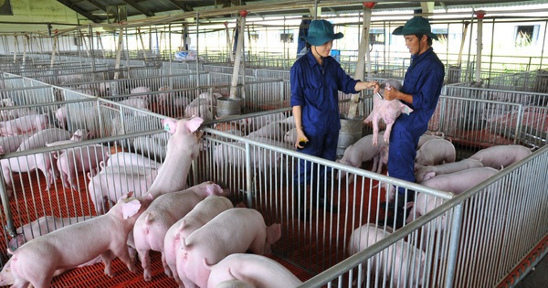 Giá heo hơi hôm nay, 8-11: Diễn biến lạ