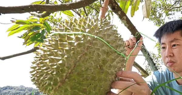 Sầu riêng sẽ trở thành "quốc quả" của Malaysia?