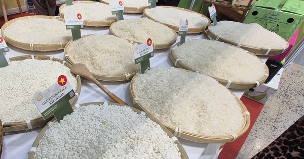 Chủ tịch VFA nói gì về việc Philippines dừng nhập khẩu gạo đến hết năm 2025?