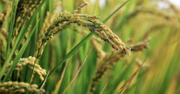 Philippines dừng nhập khẩu, gạo Việt vẫn ‘ăn nên làm ra’ tại loạt thị trường, một quốc gia châu Á vừa tăng nhập khẩu đến 25.000%