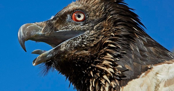 Kền kền thay đổi tập tính: Từ loài ăn xác thối trở thành 'kẻ săn mồi', hai vụ việc rúng động nước Pháp phơi bày sự thật đáng sợ