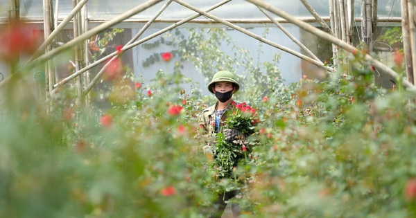 Gần 20-11, nhiều chủ vườn hoa... lo lắng