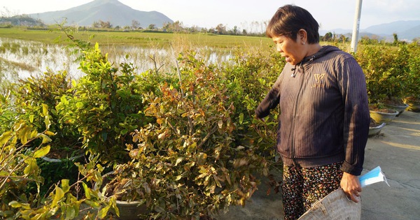 Xác xơ “thủ phủ” mai vàng miền Trung