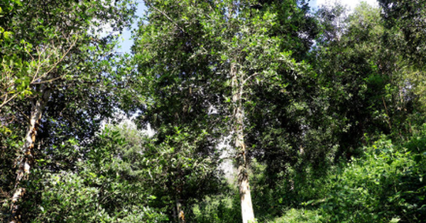 Một loại sản vật thế giới rất hiếm nhưng riêng 1 tỉnh của Việt Nam đã trồng hơn 43.000 ha: Xuất khẩu thu về hơn 47 triệu USD, nước ta cùng Trung Quốc là ‘ông trùm’ toàn cầu