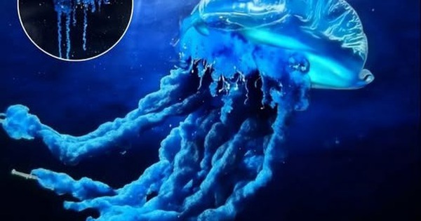 Sứa samurai: Phát hiện mới ở Nhật Bản hé lộ sự dịch chuyển của biển cả trong thời kỳ khí hậu biến đổi