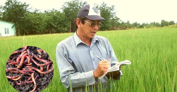 "Cha đẻ" lúa ST25 sửng sốt trước "sinh vật lạ" xuất hiện giữa ruộng, gọi đây là kỳ tích thiên nhiên