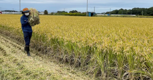 Chuyện gì đang xảy ra tại nền kinh tế lớn thứ 4 thế giới: Áp thuế gạo nhập khẩu cao chót vót nhưng vẫn rẻ hơn hàng nội địa, người tiêu dùng chịu mức giá đắt đỏ