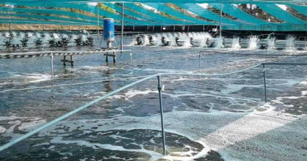 Mỹ, Trung Quốc đang đua nhau săn lùng kho báu đứng thứ 2 thế giới của Việt Nam: Nước ta có công nghệ chế biến dẫn đầu, vừa thu về gần 4 tỷ USD