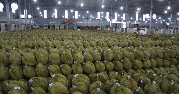 Mua hồ sơ xuất khẩu sầu riêng với giá... hàng trăm triệu đồng!