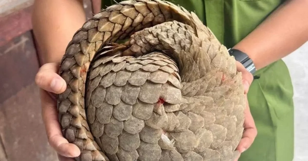 Phát hiện con vật quý hiếm trong sách đỏ khi đi làm đồng