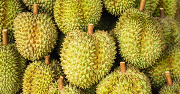 Không phải Thái Lan hay Việt Nam, hai trùm sầu riêng khác đang tranh cãi gay gắt về thương hiệu trái cây quốc gia: Một nước sản lượng gần 2 triệu tấn, một bên giá trị sản xuất tăng mạnh.