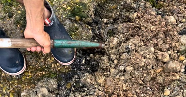 Đi đào giun, người đàn ông phát hiện kho báu vô giá nặng 6kg