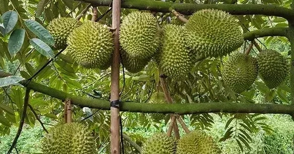 Sầu riêng tiếp tục là mặt hàng xuất khẩu chủ lực