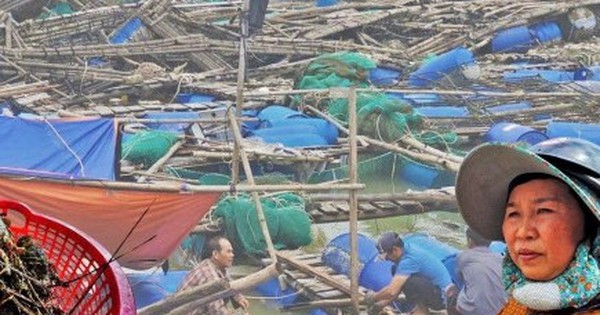 Bán tôm hùm 150.000 đồng/kg sau lũ dữ, người dân Đắk Lắk trắng tay