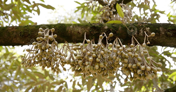 Ngành kinh tế tỷ đô của Việt Nam thiết lập một kỷ lục mới