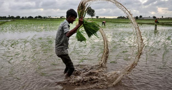 Không phải Thái Lan hay Ấn Độ, đây mới là ‘nạn nhân’ của cuộc đua xuất khẩu gạo tại châu Á: Kim ngạch giảm 1 nửa, là nhà xuất khẩu lớn thứ 4 thế giới