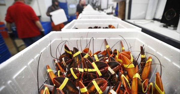 'Mỏ vàng' dưới nước của Việt Nam được người Trung Quốc mê không lối thoát: xuất khẩu tăng 135%, ưu đãi thuế cạnh tranh ngang ngửa hàng Mỹ