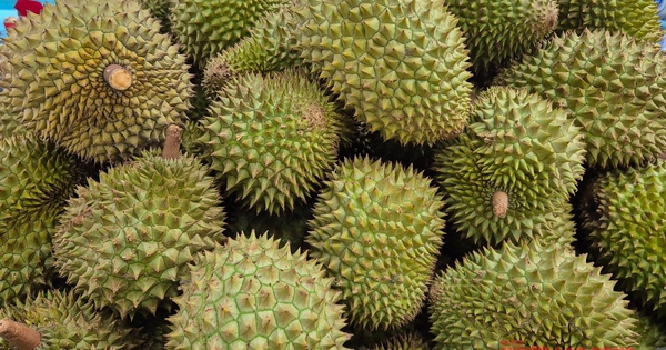 Giá sầu riêng tăng vọt nhưng nông dân vẫn kém vui