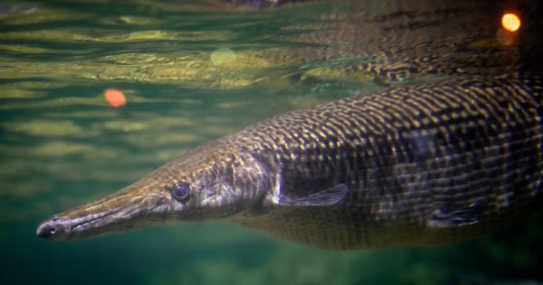 Cuba chạy đua với thời gian để cứu "báu vật thời khủng long"