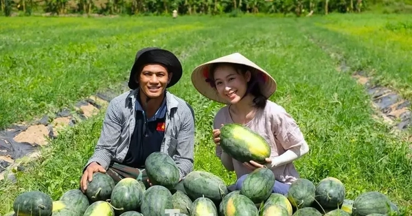 Khởi nghiệp trồng giống dưa lạ, livestream giữa ruộng 'chốt đơn mỏi tay'