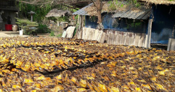 Châu Âu đang thiếu hụt một mặt hàng mở ra cơ hội lớn cho Việt Nam: Thu về gần 150 triệu USD, cả thế giới tranh nuôi nhưng chỉ nước ta tạo ra ngành công nghiệp