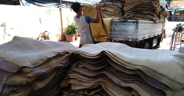 Hàng chục nghìn tấn 'vàng trắng' của Việt Nam được Indonesia tích cực săn lùng: diện tích trồng hơn 900.000 ha, nước ta là ông trùm top 5 thế giới