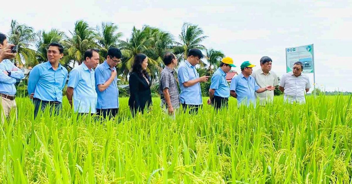 Xây dựng sức mạnh cho hạt gạo Việt Nam