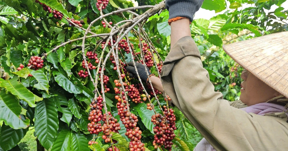 Mỹ miễn thuế đối ứng, cà phê và rau quả từ Việt Nam có hưởng lợi?