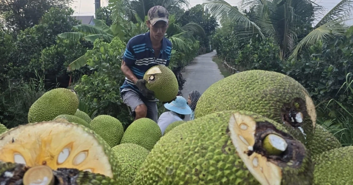 Mít tươi Việt Nam mở cửa thị trường Trung Quốc