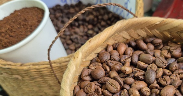 Giá cà phê hôm nay 1-12: Dồn dập thu hoạch và khuyến cáo quan trọng