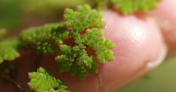 Vị giáo sư 'biến' lân thành đạm từ bèo, lai tạo hàng loạt giống lúa cứu mùa màng Việt Nam