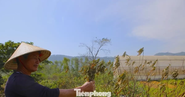 Đào chết khô sau mưa bão, nông dân thất thần lo mất vụ Tết